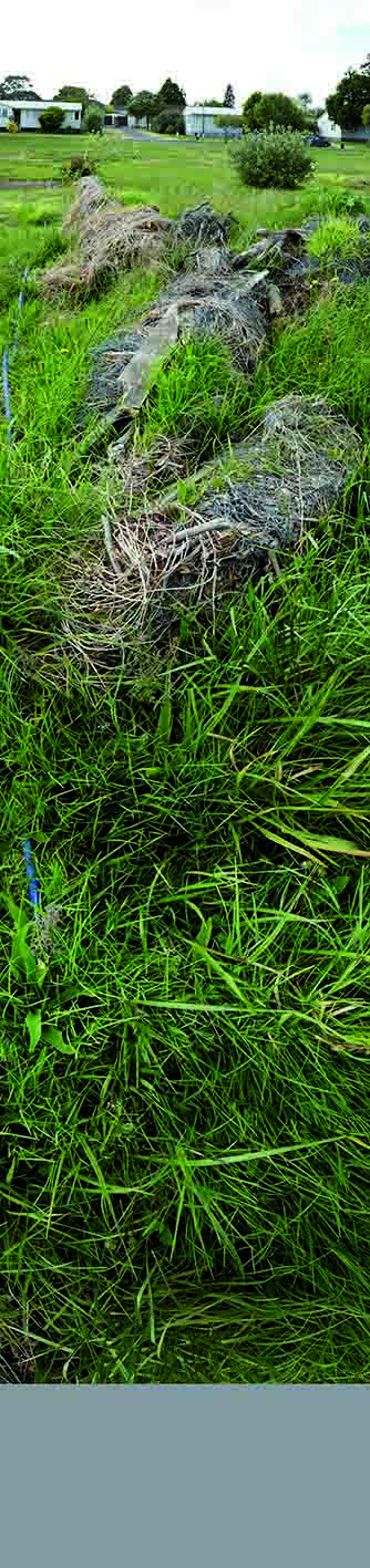 01 resized Dieneke S Jansen Morrison Drive Hobsonville