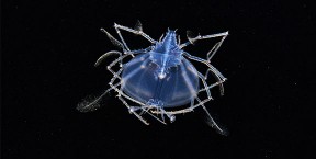 Clever Crustaceans phyllosoma hero 576x290