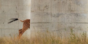 The disappearing giraffe Jose Fragozo Wildlife Photographer of the Year