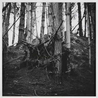 clearing III Ellen Smith 